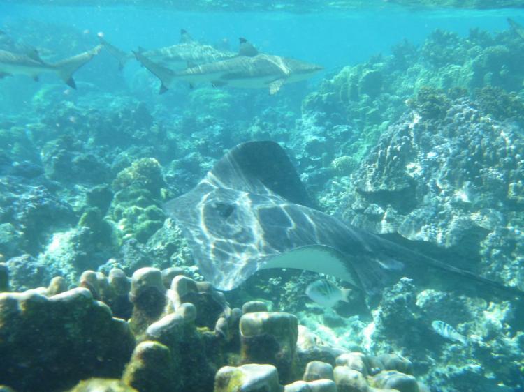 Green Lodge Moorea Temae Luaran gambar